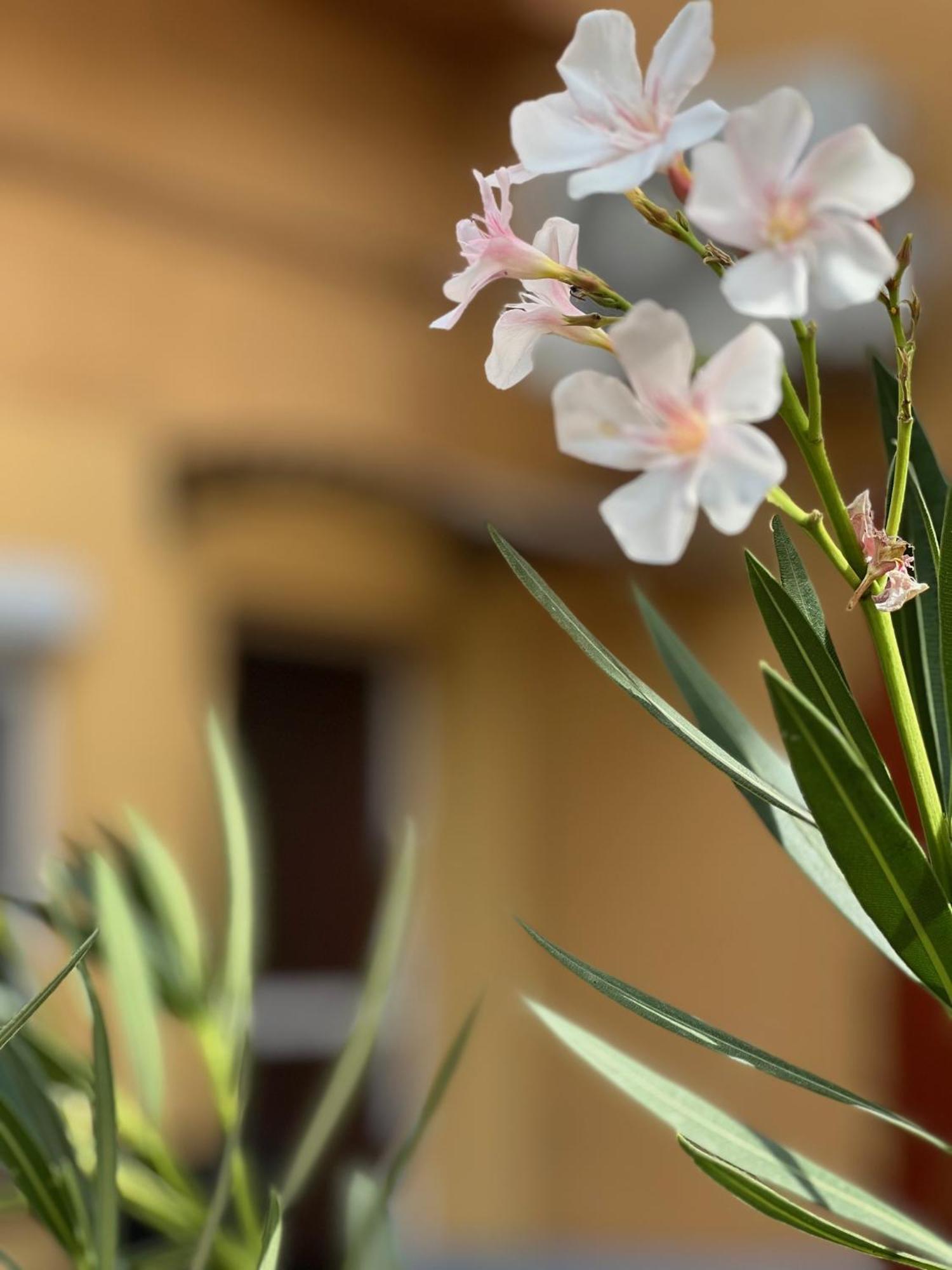 Szahara Vendeghaz Apartment Kerekegyhaza Ngoại thất bức ảnh